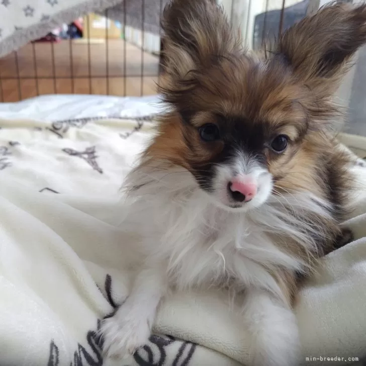 ID:2312-02532の子犬