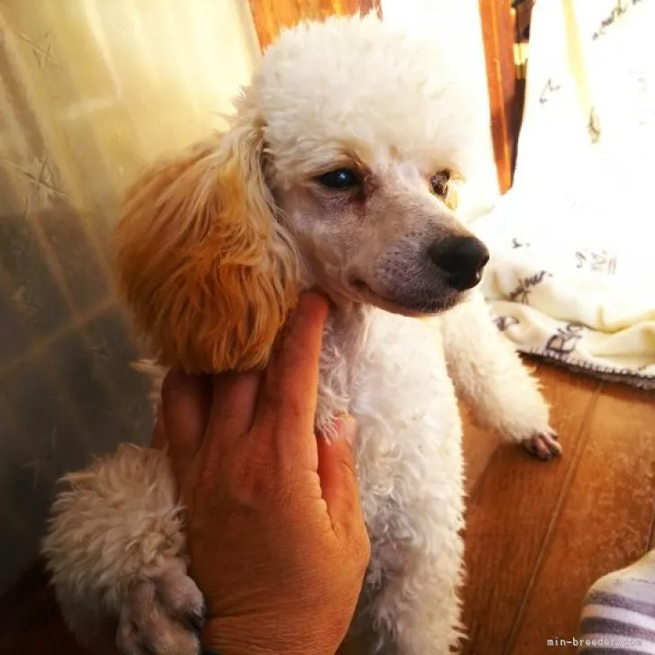 ID:2205-02908の子犬