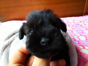 ミニチュアシュナウザー【栃木県・女の子・2020年5月28日・ブラック】の写真「ご予約有難うございました。」