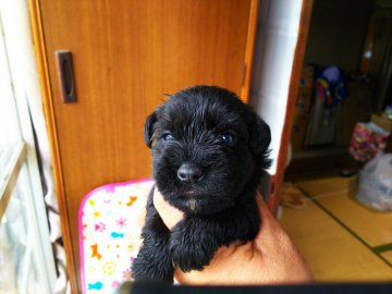ミニチュアシュナウザー【栃木県・男の子・2020年5月28日・ブラック】の写真「黒シュナ生まれました。」