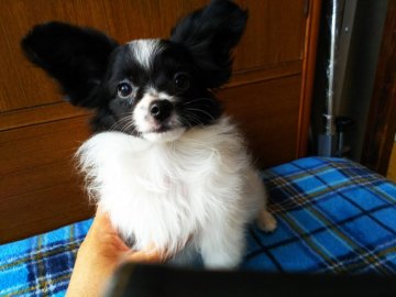 パピヨン【栃木県・男の子・2020年3月24日・ホワイト&ブラック】の写真「性格の明るく遊び好きで愉快な子です。」