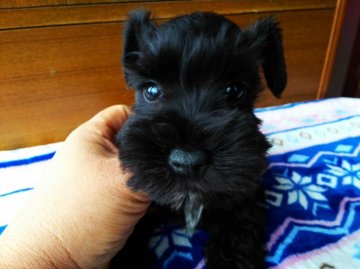 ミニチュアシュナウザー【栃木県・男の子・2019年1月12日・ブラック】の写真「明るい遊び好きなやんちゃ坊主」