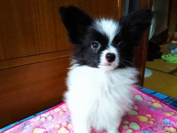パピヨン【栃木県・男の子・2020年3月24日・ホワイト&ブラック】の写真「丸顔の可愛いぼくちゃん大人しめです。」