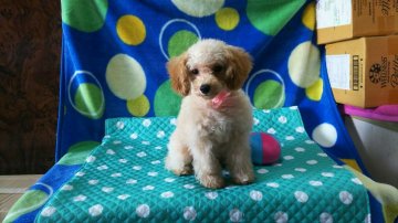 トイプードル(トイ)【栃木県・女の子・2016年4月7日・アプリコット】の写真「小振りで人が大好きな甘たれさんです。」