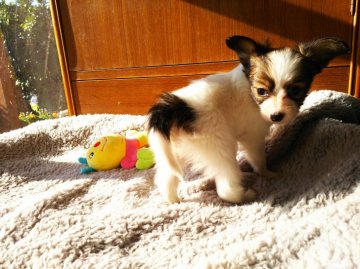 パピヨン【栃木県・女の子・2018年11月2日・ホワイト&レッド】の写真「ちょぴり慎重派なかわいいパピちゃん」