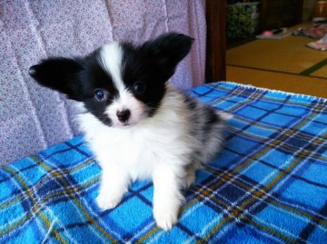 パピヨン【栃木県・男の子・2020年3月24日・ホワイト&ブラック】の写真「小顔で可愛いベビーフェイス。」