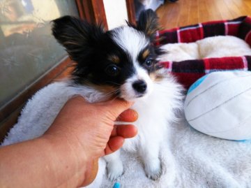 パピヨン【栃木県・男の子・2018年12月20日・トライ(白黒茶)】の写真「ベビーフェイスで毛量たっぷり自慢の僕ちゃん動画更新」