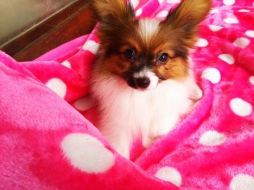 パピヨン【栃木県・男の子・2019年8月4日・レッド&ホワイト】の写真「小振りで可愛いパピくん。10/6動画更新」