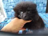 ポメラニアン【栃木県・男の子・2023年8月22日・ブラック】の写真2