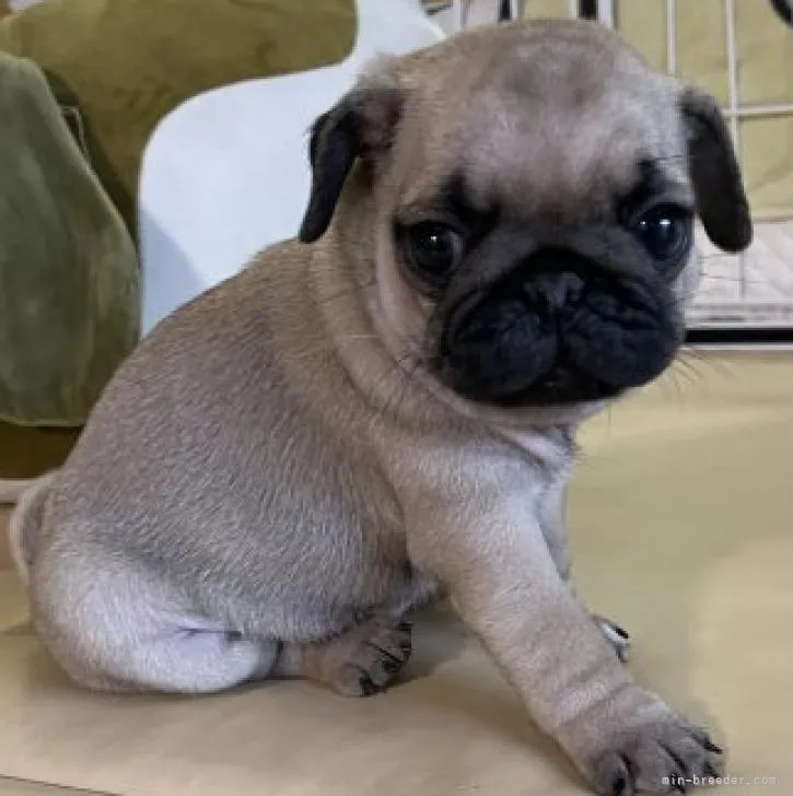 ID：2207-01956の子犬