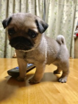 パグ【千葉県・男の子・2018年12月4日・フォーン】の写真「モリモリ食べて元気いっぱい」