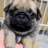 パグ【千葉県・女の子・2022年6月14日・フォーン】の写真3「7/8 撮影」