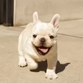 フレンチブルドッグ【神奈川県・男の子・2025年9月11日・クリーム】の写真13