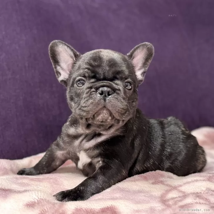 リトル 様のお迎えした子犬