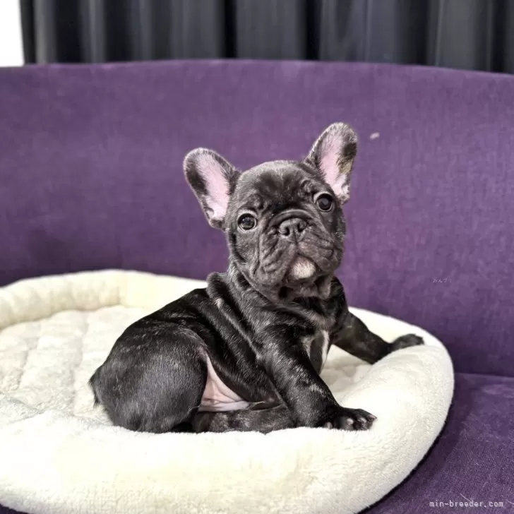 ID：2504-02223の子犬