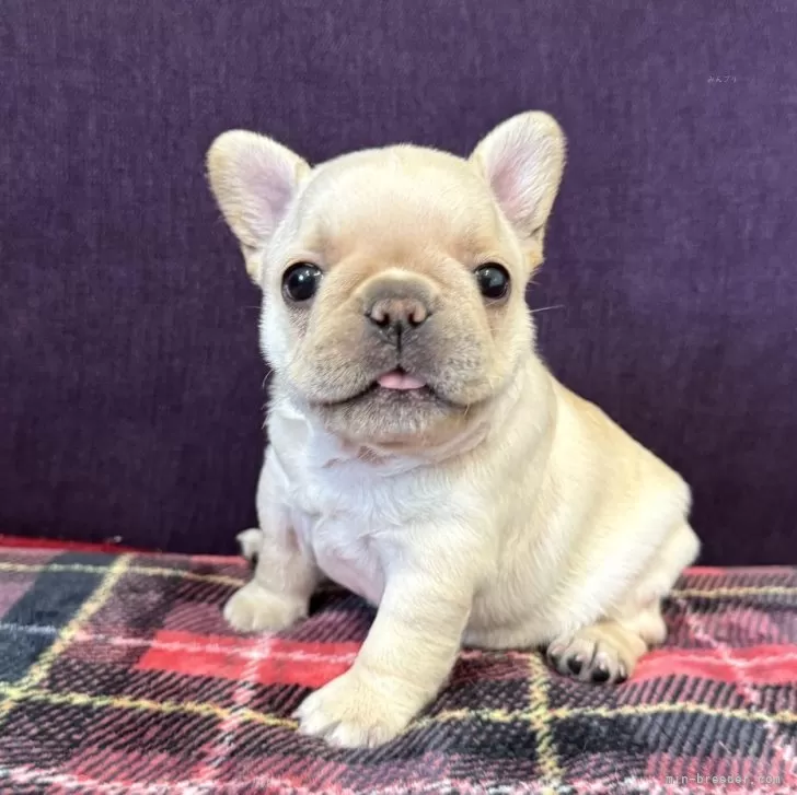 ID:2504-02217の子犬