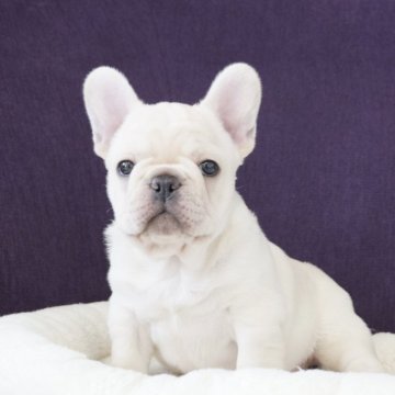 フレンチブルドッグ【神奈川県・男の子・2025年9月11日・クリーム】の写真「両親の写真掲載してます♪11/7〜お引き渡し可能♪」