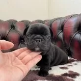 フレンチブルドッグ