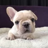 フレンチブルドッグ