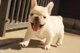 フレンチブルドッグ【神奈川県・男の子・2025年9月11日・クリーム】の写真7