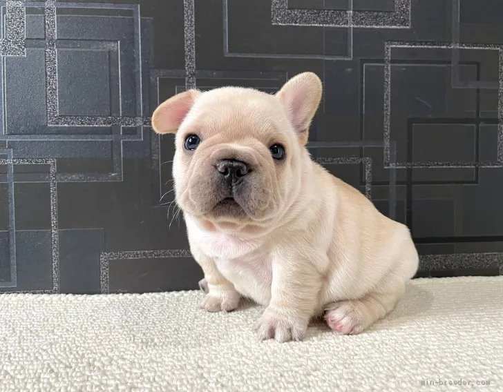 ID：2105-02077の子犬