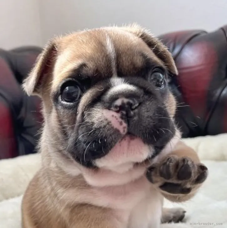 A.R 様のお迎えした子犬