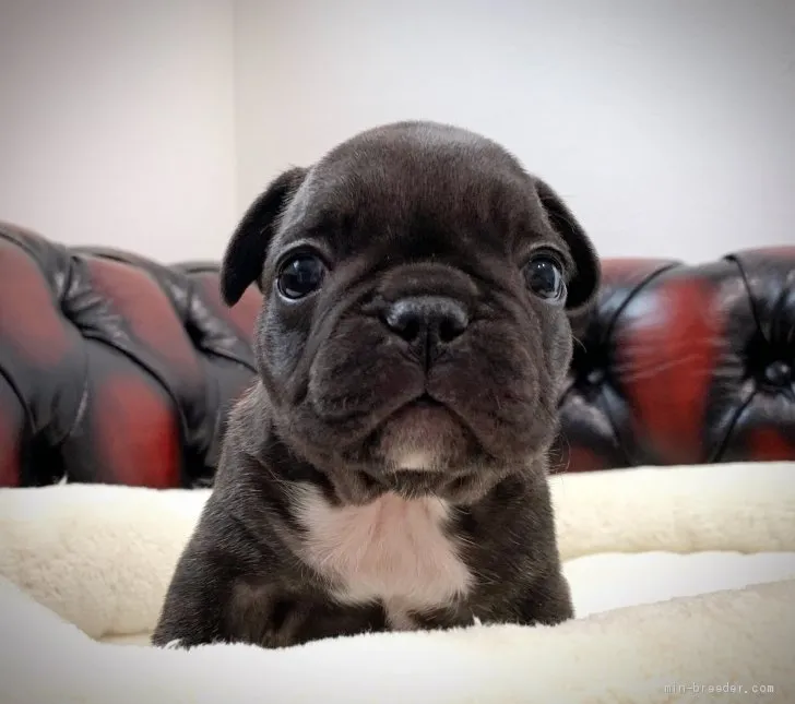 ID：2003-03169の子犬