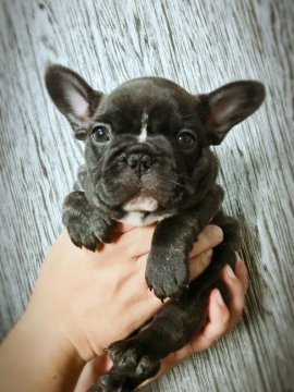 フレンチブルドッグ【神奈川県・女の子・2018年8月25日・ブリンドル】の写真「小振りでおっとり(*´ω`*)」