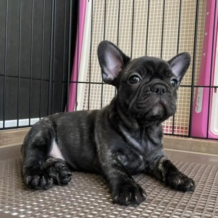 T.S 様のお迎えした子犬