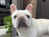 フレンチブルドッグ【・男の子・2019年4月24日・クリーム】