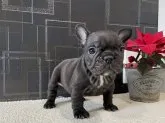 フレンチブルドッグ【神奈川県・女の子・2021年12月12日・ブラックブリンドル】の写真3