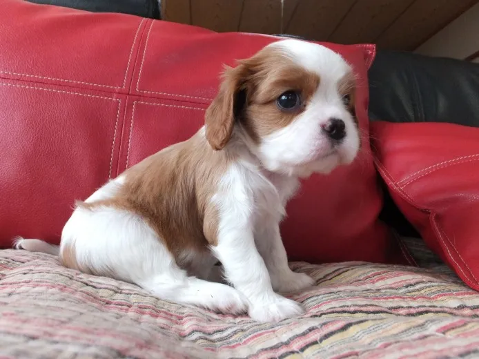 ロビン 様のお迎えした子犬