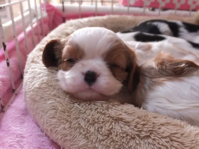 e-co 様のお迎えした子犬