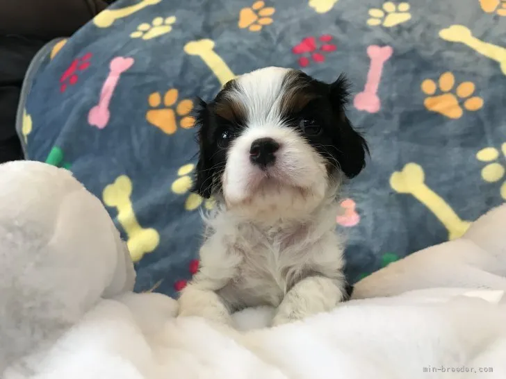 ID：2112-00483の子犬