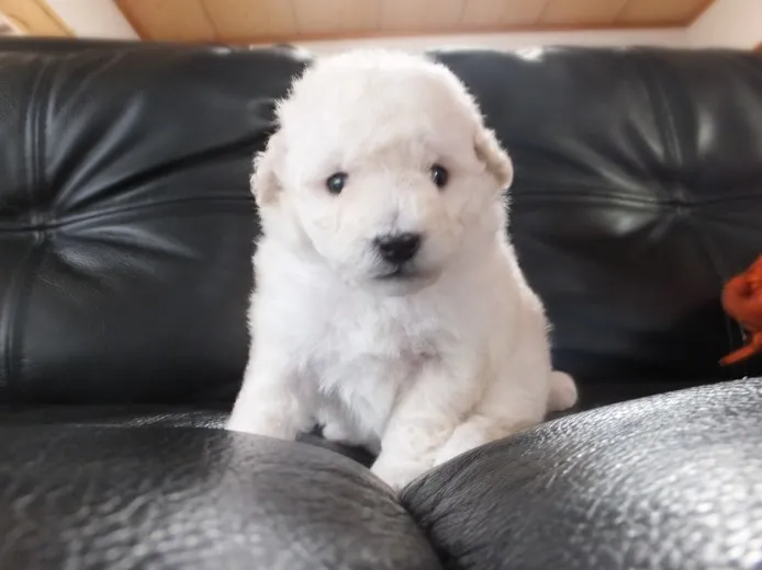 なごちゃん 様のお迎えした子犬