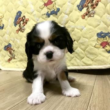 キャバリア【福岡県・男の子・2022年6月19日・トライカラー】の写真「元気な男の子です❣」