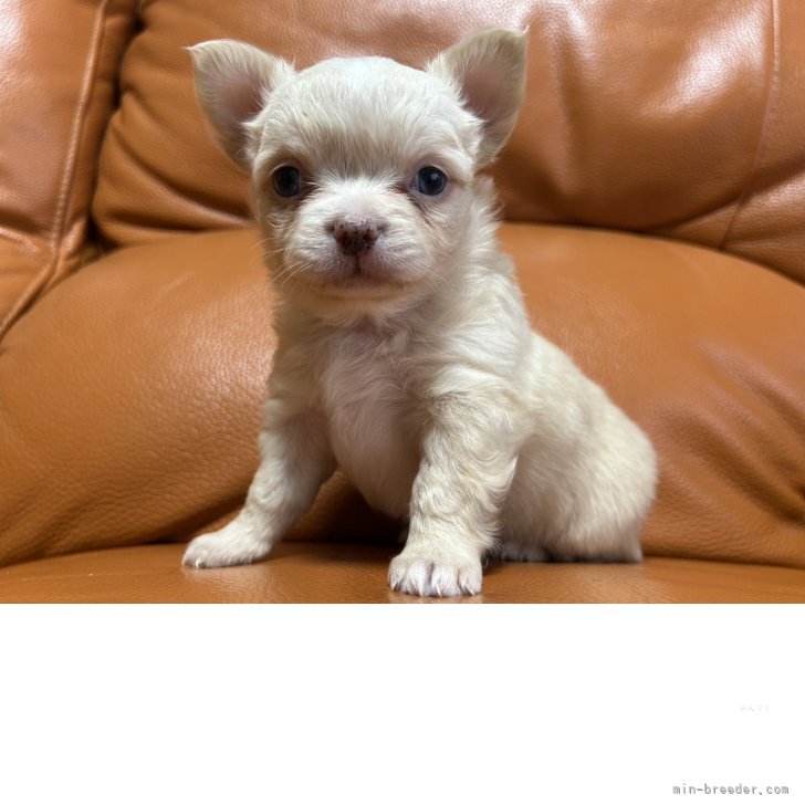 ブリーダー画像