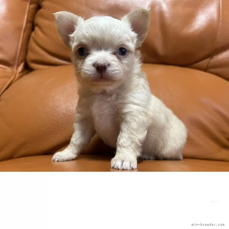 チワワ(ロング)【和歌山県・女の子・2025年10月17日・ホワイト】の写真1