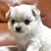 チワワ(ロング)