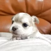 チワワ(ロング)【和歌山県・女の子・2025年10月17日・ウルフカラー】の写真1