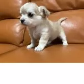 チワワ(ロング)【和歌山県・女の子・2025年10月17日・ウルフカラー】の写真2