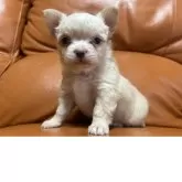 チワワ(ロング)【和歌山県・女の子・2025年10月17日・ホワイト】の写真3