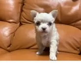 チワワ(ロング)【和歌山県・女の子・2025年10月17日・ホワイト】の写真6