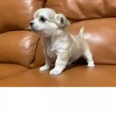 チワワ(ロング)【和歌山県・女の子・2025年10月17日・ウルフカラー】の写真6