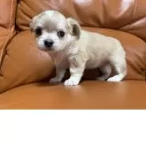 チワワ(ロング)【和歌山県・女の子・2025年10月17日・ウルフカラー】の写真8