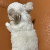 チワワ(ロング)【和歌山県・女の子・2025年10月17日・ホワイト】の写真9