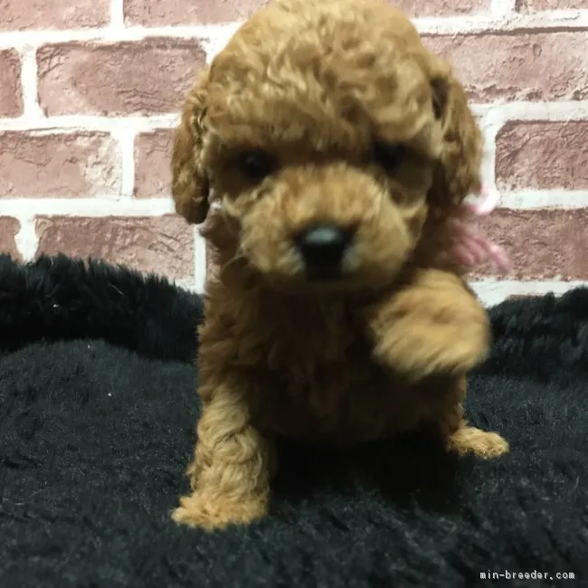 ID：1803-02291の子犬