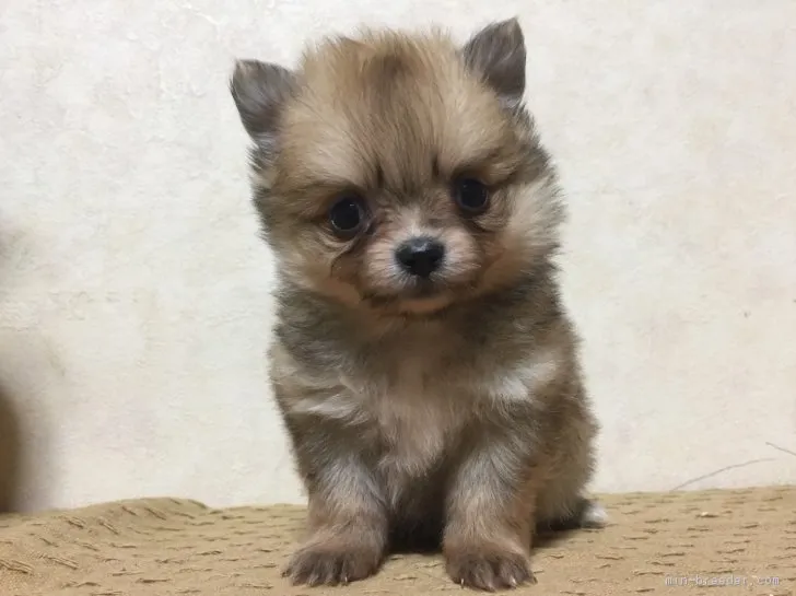 ID：1711-00595の子犬