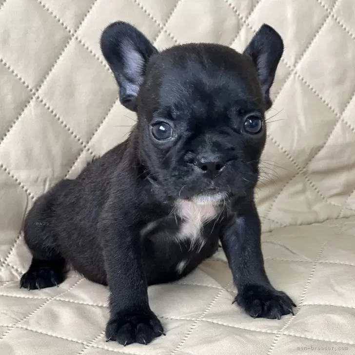 ID:2406-07395の子犬
