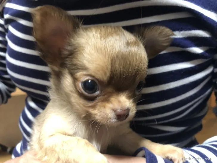 ID：1911-00985の子犬